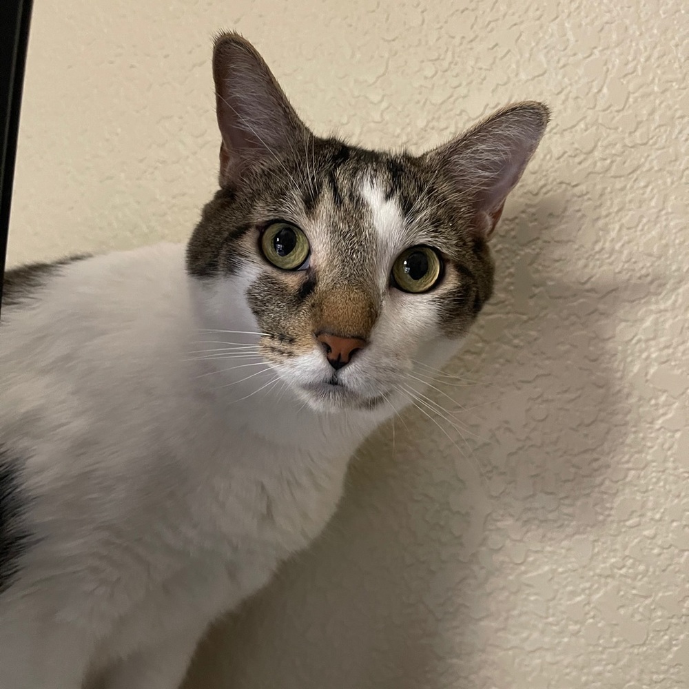 Meet your Posher, Madison